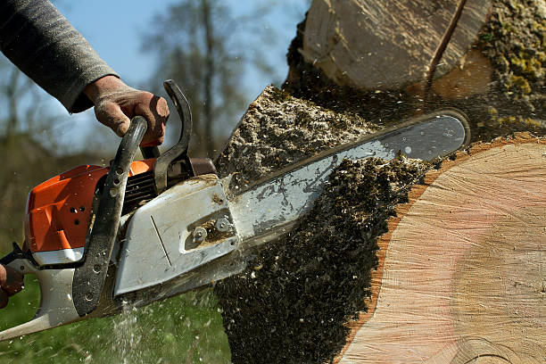 Why Choose Our Tree Removal Services in North Sioux City, SD?